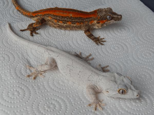 Gargoyle Gecko